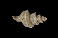 藏品(旋梯花仙螺)的圖片